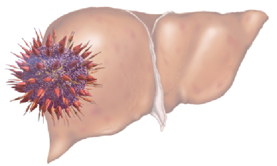 illustrazione fegato